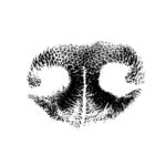 ink nose print 2425 1024x996