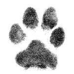 ink paw print 2425