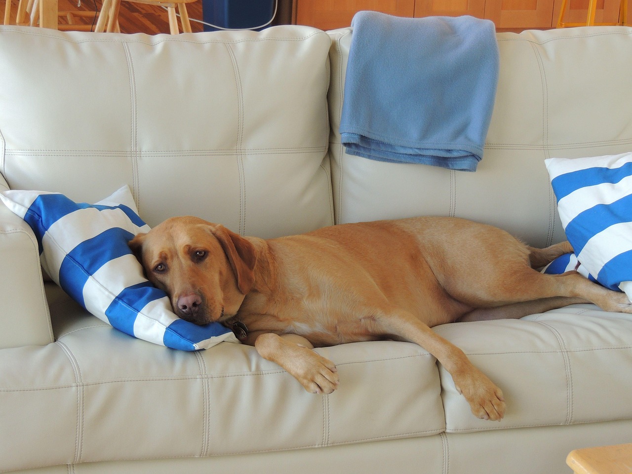 dog sleeping, dog on coach, labrador, adorable, puppy, canine, animal, funny, cute, coach, dog, sleep, lying, pet, dreams, domestic, home, blonde, blue white pillows, happy dog
