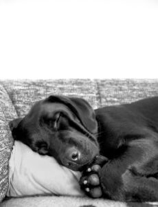 dog, puppy, pet, animal, sleeping, pillow, gray dog, gray sleep, nature, gray sleeping, gray puppy, gray pets