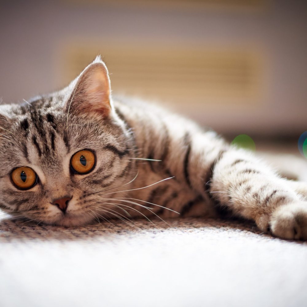 cute cat lying on the floor on a blurred background with bokeh.