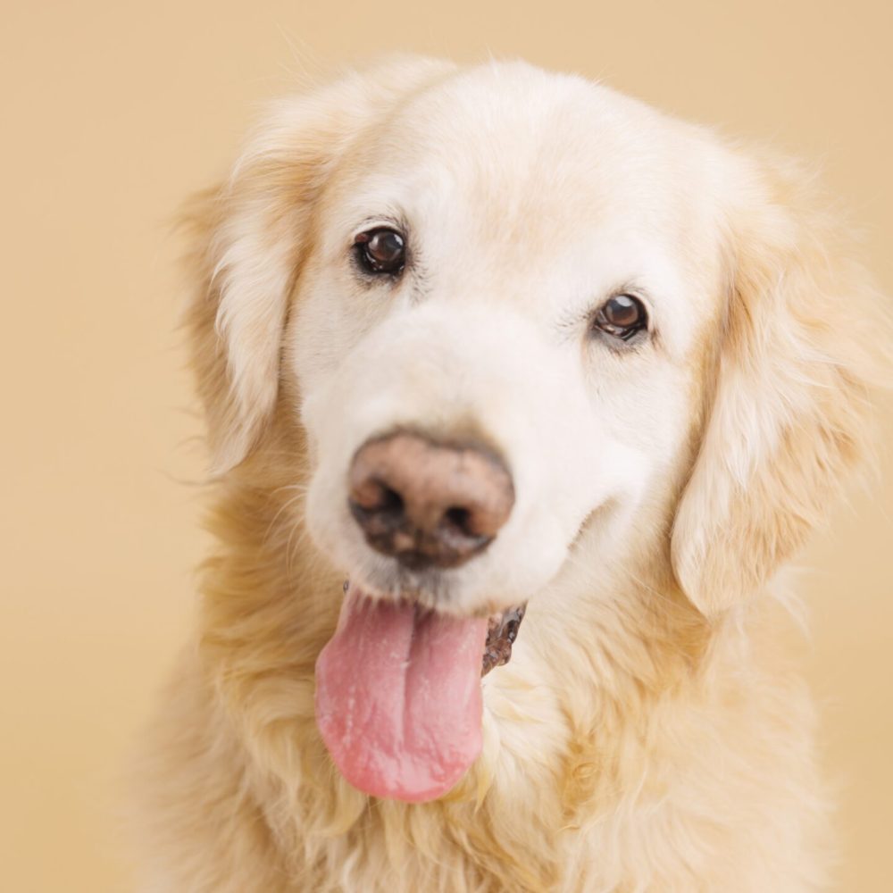 golden retriever posing on beige background with tongue out