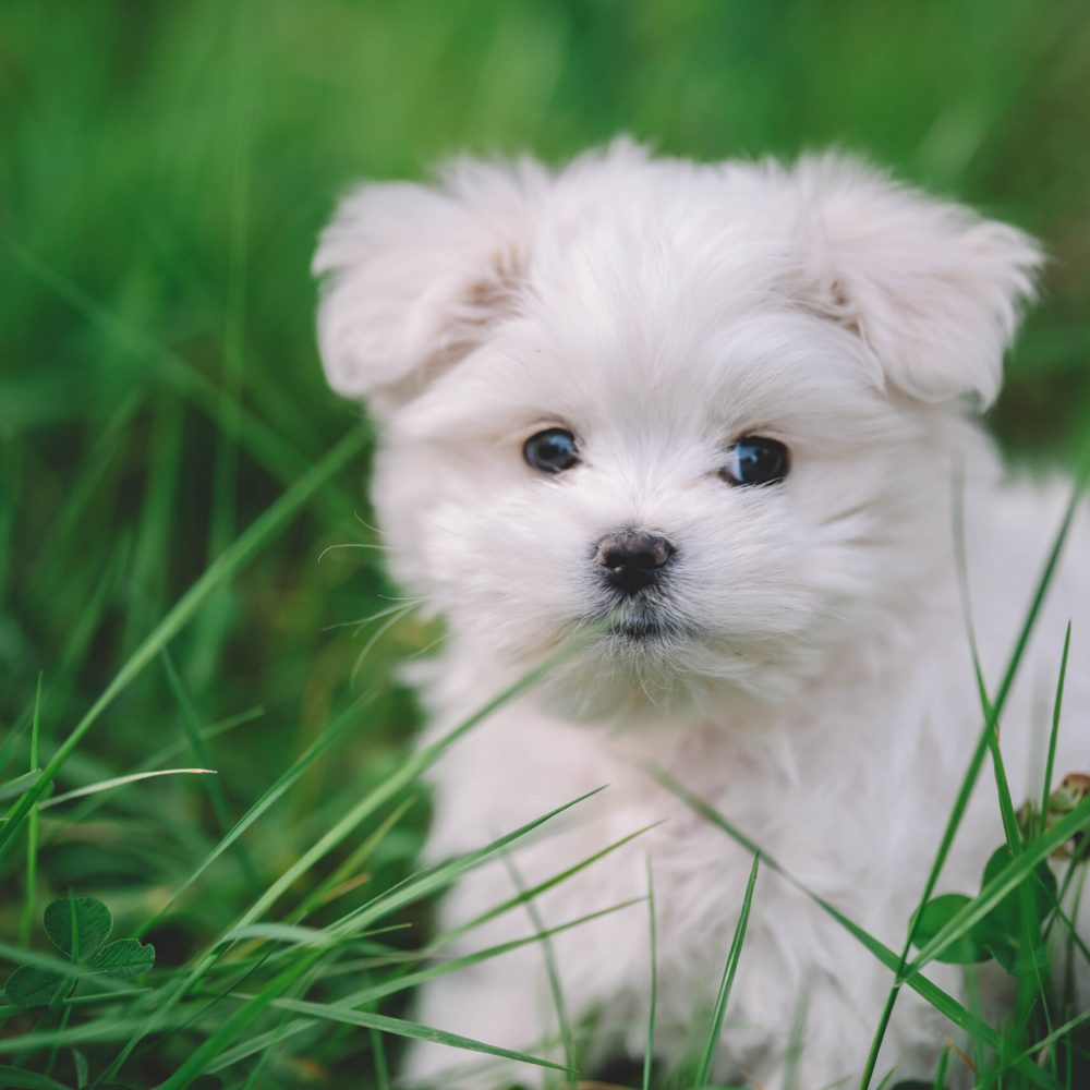 portrait of a nice young maltese puppy original 2356218