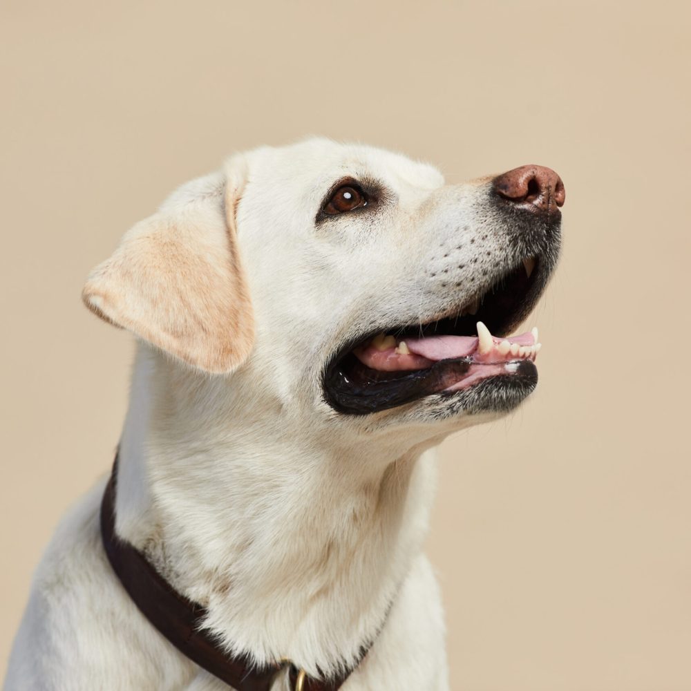 white labrador dog